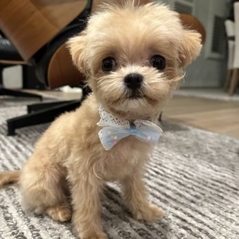 Cupid Doggie Spa - Pet Groomers Near Me - La Habra, California Cupid Doggie Spa - Pet Groomers Near Me - La Habra, California