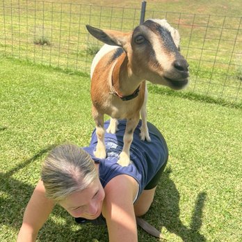808 Goat Yoga - Daisy - Yoga Near Me - Kilauea, Hawaii