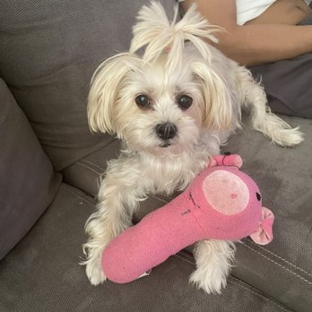 BluePearl Pet Hospital - Veterinarians Near Me - Forest Hills, New York