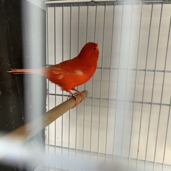 365 Pet Shop - Red Canary - Pet Stores Near Me - Hialeah, Florida 365 Pet Shop - Red Canary - Pet Stores Near Me - Hialeah, Florida