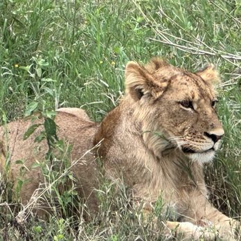 Bush Signature - Teenage lion - Tours Near Me Bush Signature - Teenage lion - Tours Near Me