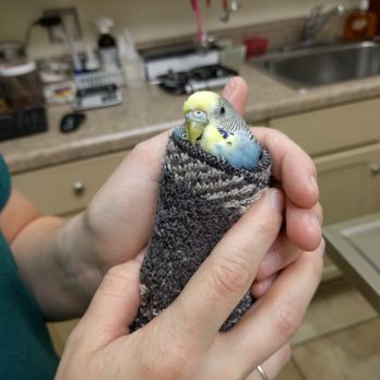 Summertree Animal & Bird Clinic - He was a master in squirming out of a blanket - Veterinarians Near Me - Dallas, Texas Summertree Animal & Bird Clinic - He was a master in squirming out of a blanket - Veterinarians Near Me - Dallas, Texas