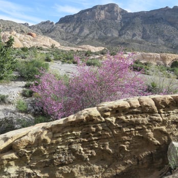 Brownstone Canyon - A Western redbud tree blooming in the canyon today. - Hiking Near Me - Las Vegas, Nevada