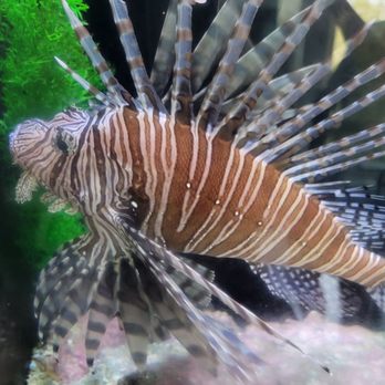 Environmental Learning Center - Lion Fish - Rafting/Kayaking Near Me - Vero Beach, Florida