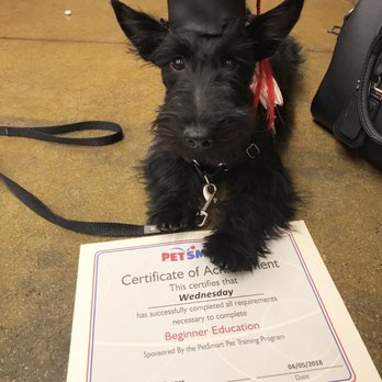 PetSmart Dog Training - Beginner training graduate - Pet Stores Near Me - Clovis, California