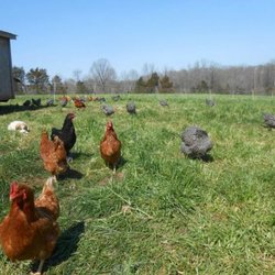 Avery's Branch Farms - Chickens out in the field.