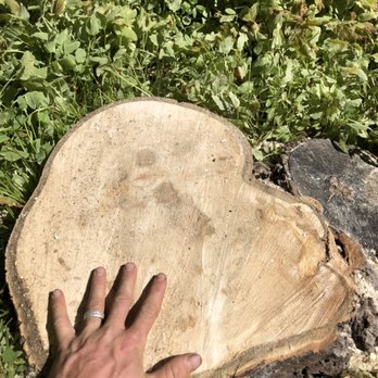 Very Good Tree Service - A large old aspen that needed removing because of the large amount of rot and fruiting bodies (fungus) found at the base of the tree - Tree Services Near Me