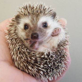 Morning Star Hedgehogs - Badger face hedgehog - Pet Breeders Near Me - Addison, Illinois Morning Star Hedgehogs - Badger face hedgehog - Pet Breeders Near Me - Addison, Illinois