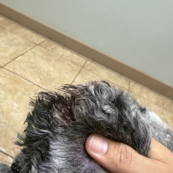 PetSmart - Tip of right ear - Pet Training Near Me - Charleston, South Carolina PetSmart - Tip of right ear - Pet Training Near Me - Charleston, South Carolina