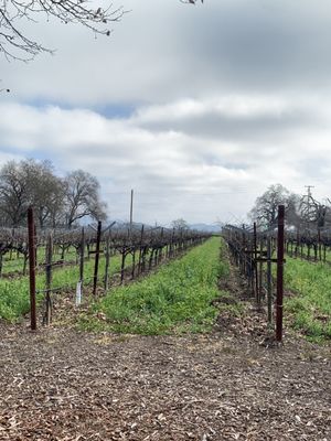 Saddleback Cellars by null