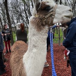 ShangriLlama - This is Sir Lance-oLlama.. he wanted to get out of the rain