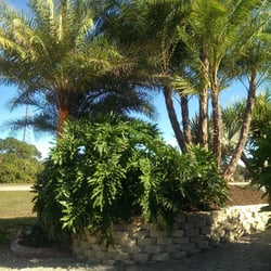 The Tree Store