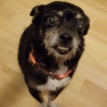 Diamond Dog Sitting - Pet Sitting Near Me