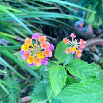 Cedar Key Bed & Breakfast - Things in the garden - Bed & Breakfast Near Me - Cedar Key, Florida