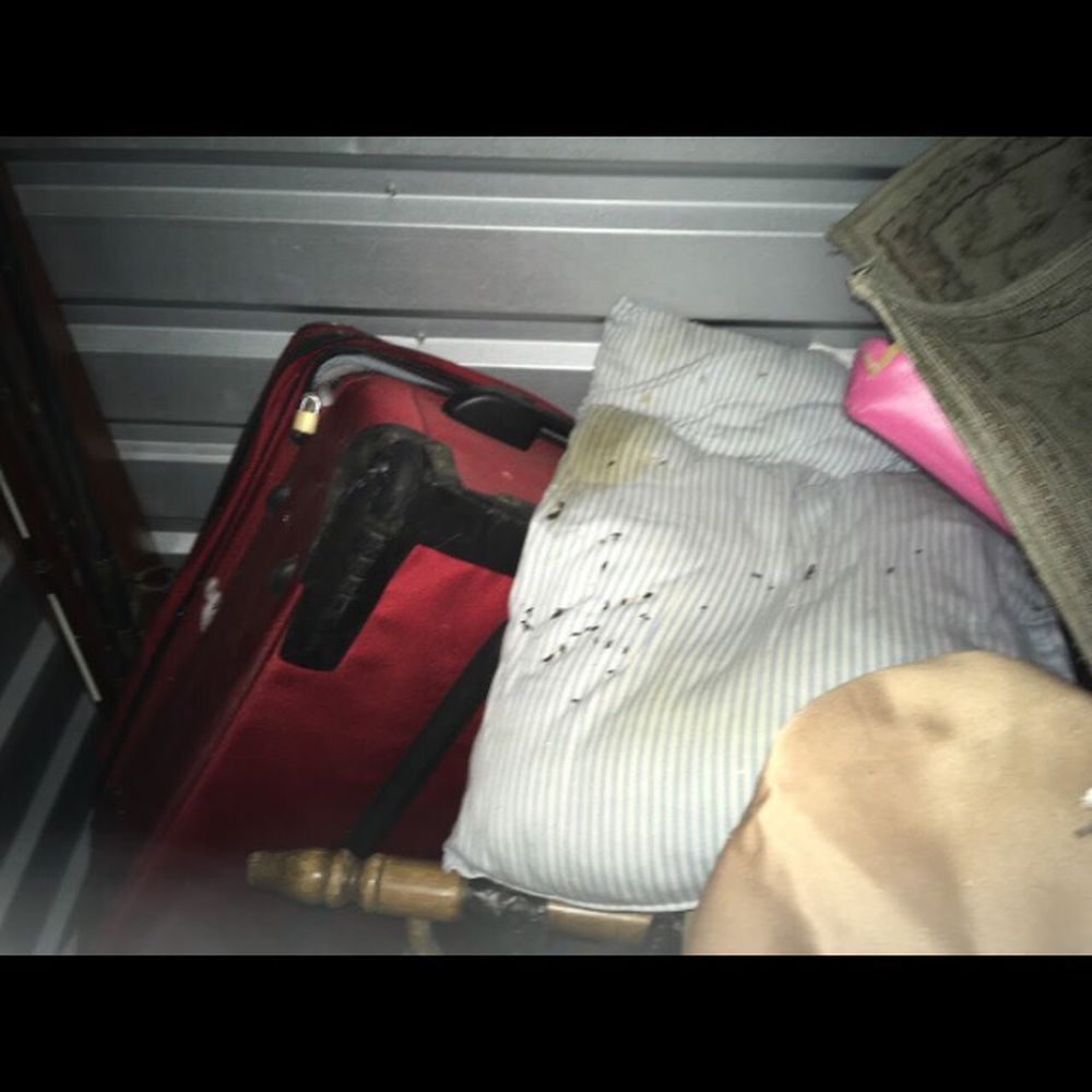 Compton Self Storage - Pillow soaked with rat urine and droppings - Self Storage Near Me - Compton, California Compton Self Storage - Pillow soaked with rat urine and droppings - Self Storage Near Me - Compton, California