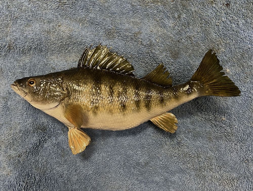 Bob's Taxidermy - taxidermy in Layton, UT