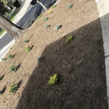 Emerald Landscape Company - My lawn when I arrived home one Friday afternoon - Irrigation Near Me - Livermore, California Emerald Landscape Company - My lawn when I arrived home one Friday afternoon - Irrigation Near Me - Livermore, California