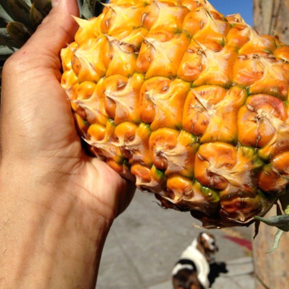 Monterey Market - Matilda likes this $2 gold pineapple - Fruits & Veggies Near Me - Berkeley, California Monterey Market - Matilda likes this $2 gold pineapple - Fruits & Veggies Near Me - Berkeley, California