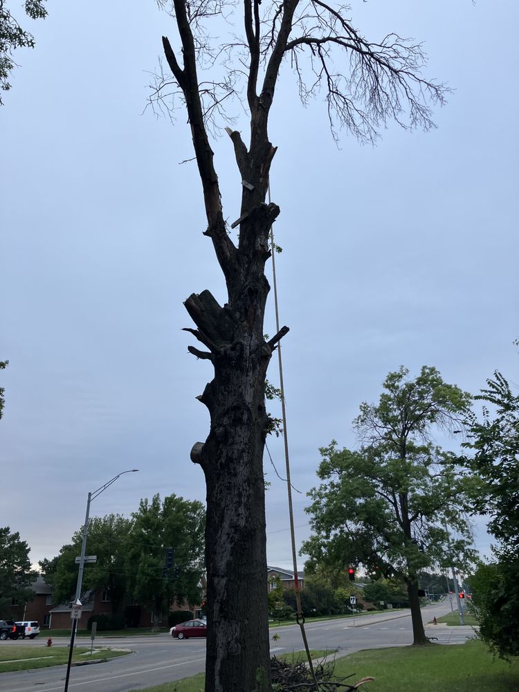 Spidermonkey - tree service in Lincoln, NE