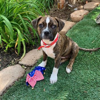 Moondoggies Pet Spa - Spa date - Pet Groomers Near Me - Riverside, California Moondoggies Pet Spa - Spa date - Pet Groomers Near Me - Riverside, California