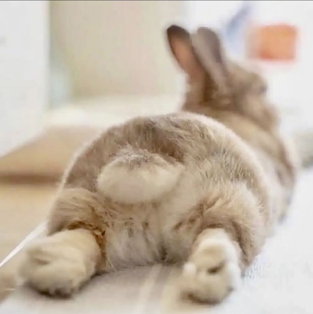 THE SPLOOTING RABBIT MOBILE GROOMING Updated July 2024 54 Photos