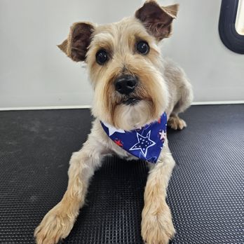 Waggin’ Wheels - Pet Groomers Near Me Waggin’ Wheels - Pet Groomers Near Me