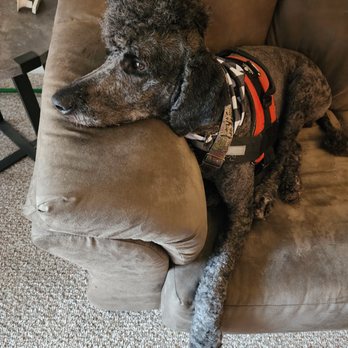 Shiny Paws Dog Wash - Pet Groomers Near Me Shiny Paws Dog Wash - Pet Groomers Near Me