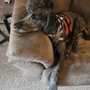 Photo of Shiny Paws Dog Wash