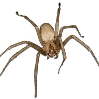 Female Choice Pest Control - Pest Control Near Me