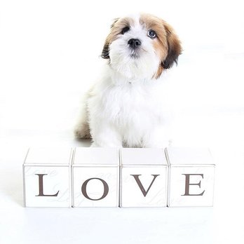 Captured Photography - Tue Love - Pet Photography Near Me