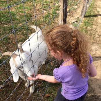 Hickory Nut Gap Farm - The kids had a blast petting the animals. - Butcher Near Me - Fairview, North Carolina Hickory Nut Gap Farm - The kids had a blast petting the animals. - Butcher Near Me - Fairview, North Carolina