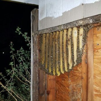 Bee Rooted - Hive in wall of shed - Pest Control Near Me