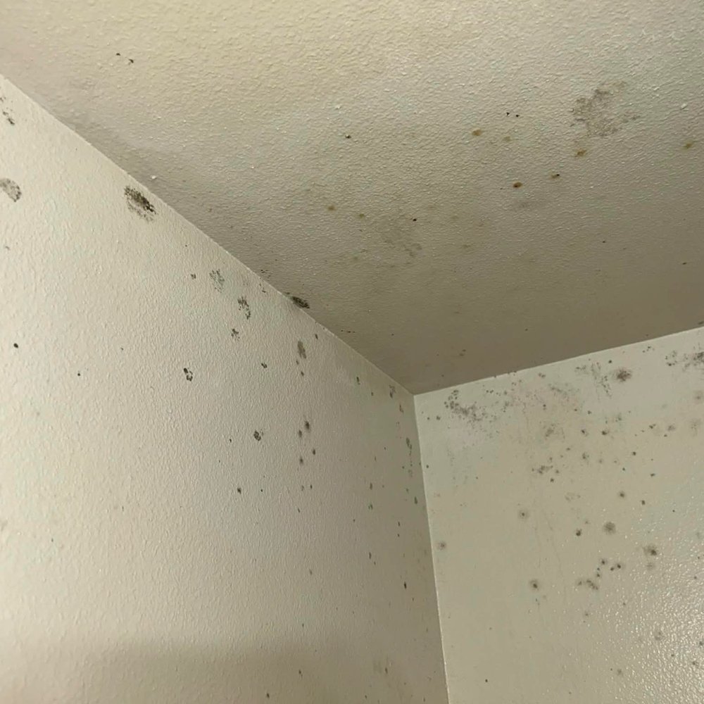 Spring Mountain Apartments - Mold in the room - Apartments Near Me - Corning, California Spring Mountain Apartments - Mold in the room - Apartments Near Me - Corning, California