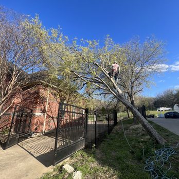 Ortega Tree Service - Tree Services Near Me Ortega Tree Service - Tree Services Near Me