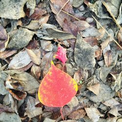 Martin Creek Lake State Park - A bit of fall foliage