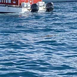 Turtle!! Turtle!!