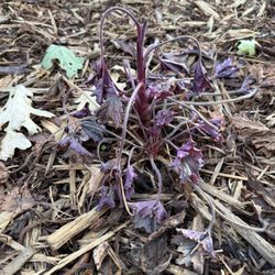 Kurt's Garden - Heuchra. Bolted and died.