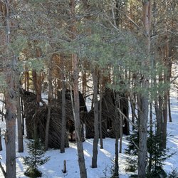 The Wild Center