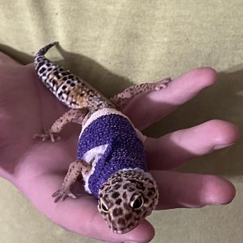 Barberton Veterinary Clinic - First broken leg wrap - Veterinarians Near Me - Norton, Ohio