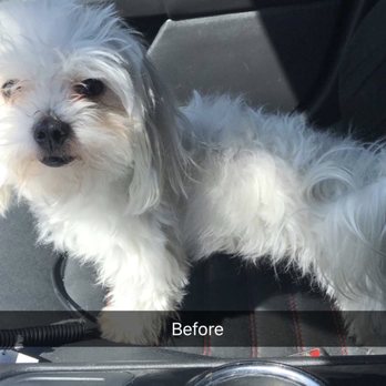 Pet Paradise Grooming - Pet Groomers Near Me - Concord, California Pet Paradise Grooming - Pet Groomers Near Me - Concord, California