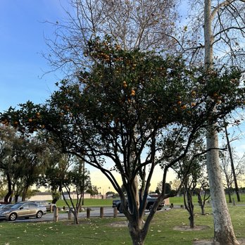 Tri-City Park - Orange tree - Parks Near Me - Placentia, California Tri-City Park - Orange tree - Parks Near Me - Placentia, California