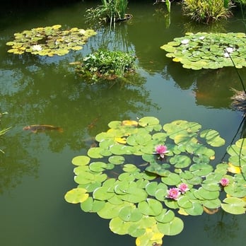 Anna Scripps Whitcomb Conservatory - Lilly Pond and Fishy - Botanical Gardens Near Me - Detroit, Michigan Anna Scripps Whitcomb Conservatory - Lilly Pond and Fishy - Botanical Gardens Near Me - Detroit, Michigan