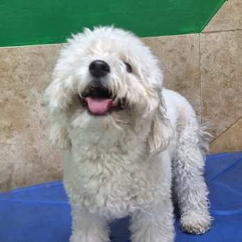 Doggies Gone Wild - Gigi on the Slide - Pet Groomers Near Me - Miami, Florida Doggies Gone Wild - Gigi on the Slide - Pet Groomers Near Me - Miami, Florida