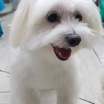 Fetch It - After - Pet Stores Near Me - Bedford, Massachusetts