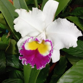 Foster Botanical Garden - Orchid - Botanical Gardens Near Me - Honolulu, Hawaii