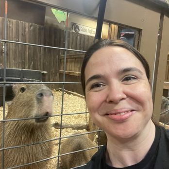 Sustainable Safari - Capybaras - Petting Zoos Near Me - Maplewood, Minnesota Sustainable Safari - Capybaras - Petting Zoos Near Me - Maplewood, Minnesota