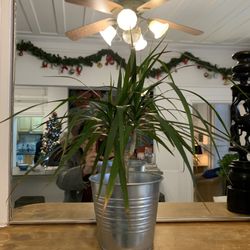 Auberge de la Paix - Plant