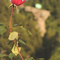 Rochus Friedhof