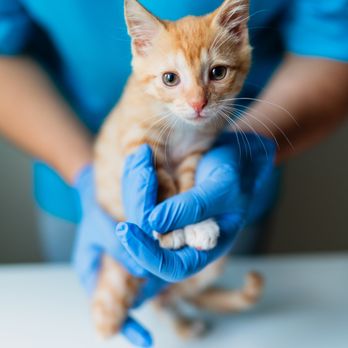 Florida Veterinary Referral Center - Veterinarians Near Me - Estero, Florida Florida Veterinary Referral Center - Veterinarians Near Me - Estero, Florida