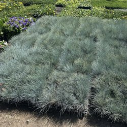 Ground cover